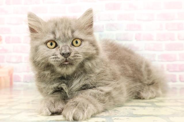 北海道のサイベリアン (Coo&RIKU苫小牧店/2025年9月15日生まれ/男の子/ブルータビー)の子猫の2枚目の画像