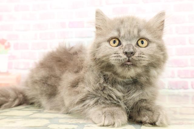 北海道のサイベリアン (Coo&RIKU苫小牧店/2025年9月15日生まれ/男の子/ブルータビー)の子猫の3枚目の画像