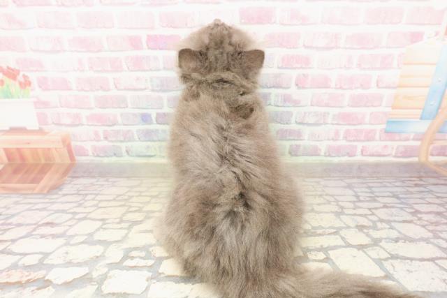 北海道のサイベリアン (Coo&RIKU苫小牧店/2025年9月15日生まれ/男の子/ブルータビー)の子猫の4枚目の画像