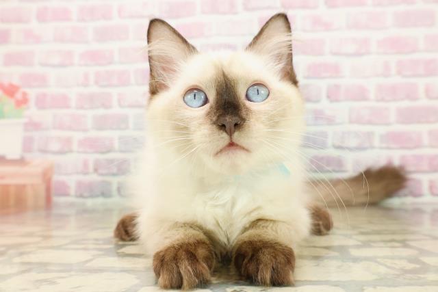 青森県のラグドール (Coo&RIKU八戸店/2025年9月14日生まれ/男の子/シールポイント)の子猫の1枚目の画像