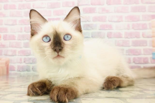 青森県のラグドール (Coo&RIKU八戸店/2025年9月14日生まれ/男の子/シールポイント)の子猫の2枚目の画像