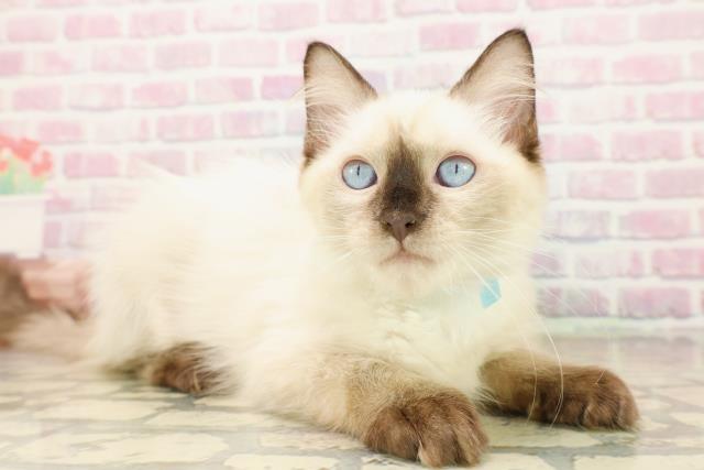 青森県のラグドール (Coo&RIKU八戸店/2025年9月14日生まれ/男の子/シールポイント)の子猫の3枚目の画像
