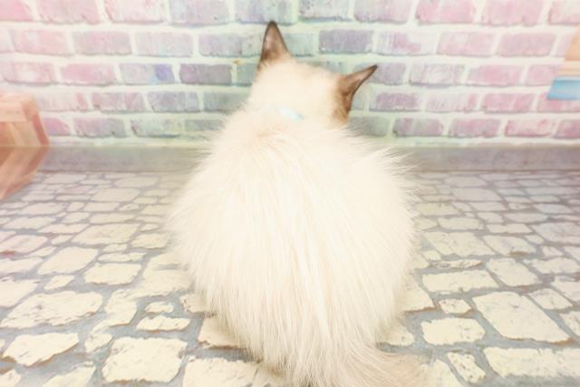 青森県のラグドール (Coo&RIKU八戸店/2025年9月14日生まれ/男の子/シールポイント)の子猫の4枚目の画像