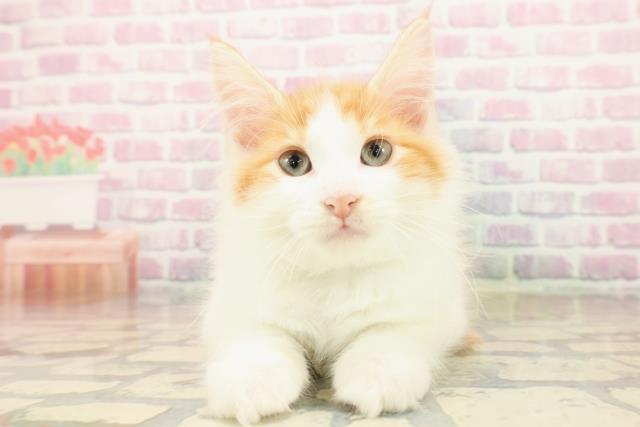 北海道のサイベリアン (Coo&RIKU北見店/2025年9月15日生まれ/男の子/レッドタビーホワイト)の子猫の1枚目の画像