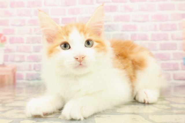 北海道のサイベリアン (Coo&RIKU北見店/2025年9月15日生まれ/男の子/レッドタビーホワイト)の子猫の2枚目の画像