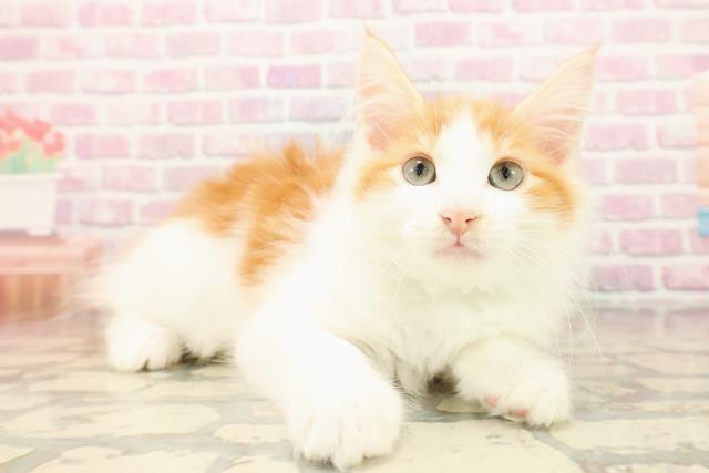 北海道のサイベリアン (Coo&RIKU北見店/2025年9月15日生まれ/男の子/レッドタビーホワイト)の子猫の3枚目の画像