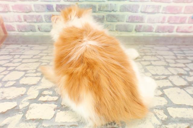 北海道のサイベリアン (Coo&RIKU北見店/2025年9月15日生まれ/男の子/レッドタビーホワイト)の子猫の4枚目の画像