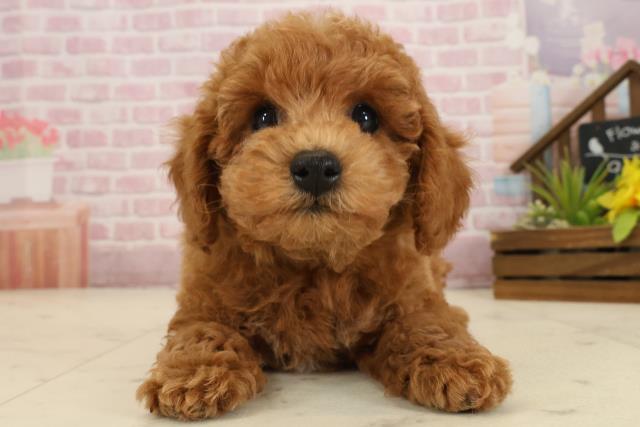 広島県のトイプードル(トイ) (Coo&RIKU広島北店/2025年9月20日生まれ/男の子/レッド)の子犬の1枚目の画像