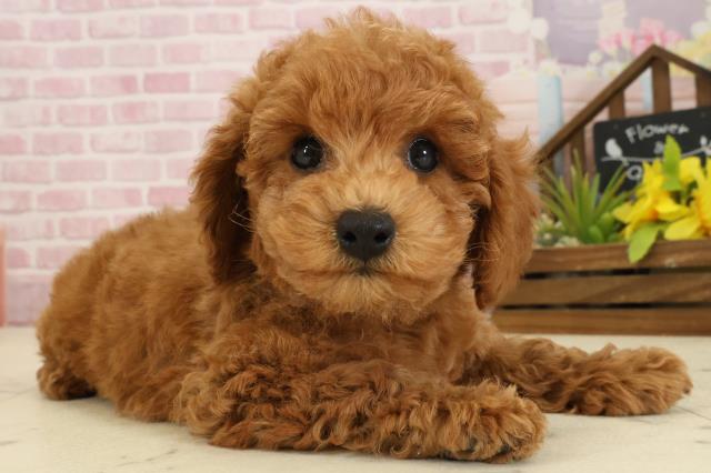 広島県のトイプードル(トイ) (Coo&RIKU広島北店/2025年9月20日生まれ/男の子/レッド)の子犬の2枚目の画像