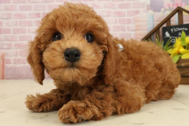 広島県のトイプードル(トイ) (Coo&RIKU広島北店/2025年9月20日生まれ/男の子/レッド)の子犬の3枚目の画像