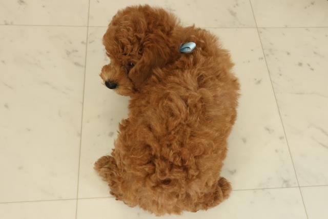 広島県のトイプードル(トイ) (Coo&RIKU広島北店/2025年9月20日生まれ/男の子/レッド)の子犬の4枚目の画像