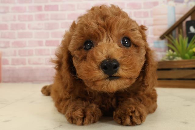 高知県のトイプードル(トイ) (Coo&RIKU高知御座店/2025年9月20日生まれ/男の子/レッド)の子犬の1枚目の画像