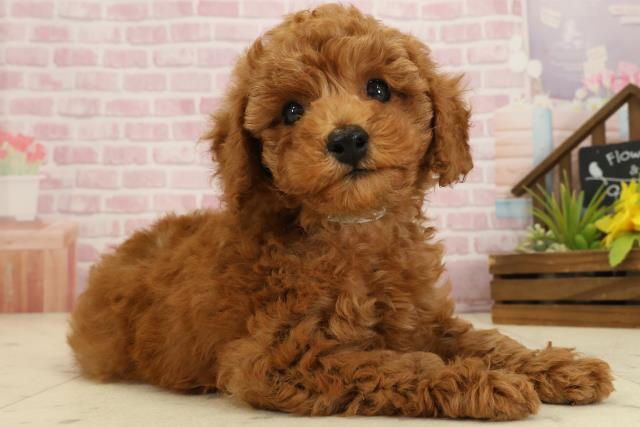 高知県のトイプードル(トイ) (Coo&RIKU高知御座店/2025年9月20日生まれ/男の子/レッド)の子犬の2枚目の画像