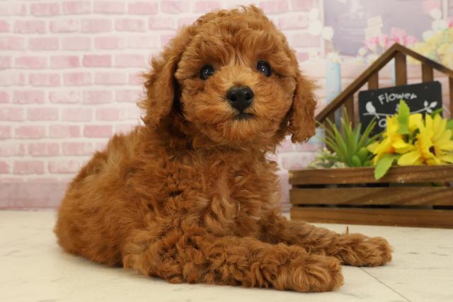 高知県のトイプードル(トイ) (Coo&RIKU高知御座店/2025年9月20日生まれ/男の子/レッド)の子犬の3枚目の画像