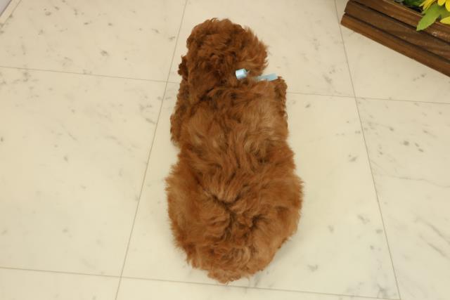 高知県のトイプードル(トイ) (Coo&RIKU高知御座店/2025年9月20日生まれ/男の子/レッド)の子犬の4枚目の画像