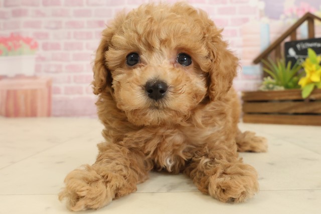 トイ・プードル