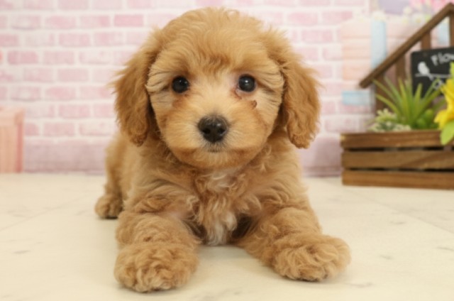 福岡県のトイプードル(トイ) (Coo&RIKU大牟田店/2025年9月18日生まれ/男の子/アプリコット)の子犬の1枚目の画像