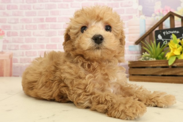 福岡県のトイプードル(トイ) (Coo&RIKU大牟田店/2025年9月18日生まれ/男の子/アプリコット)の子犬の2枚目の画像