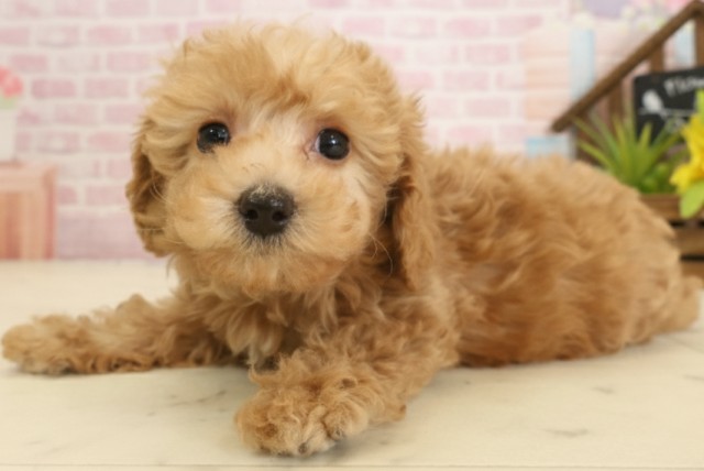 福岡県のトイプードル(トイ) (Coo&RIKU大牟田店/2025年9月18日生まれ/男の子/アプリコット)の子犬の3枚目の画像