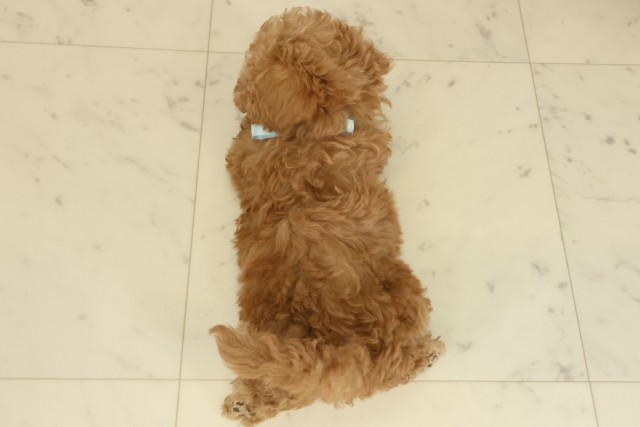福岡県のトイプードル(トイ) (Coo&RIKU大牟田店/2025年9月18日生まれ/男の子/アプリコット)の子犬の4枚目の画像
