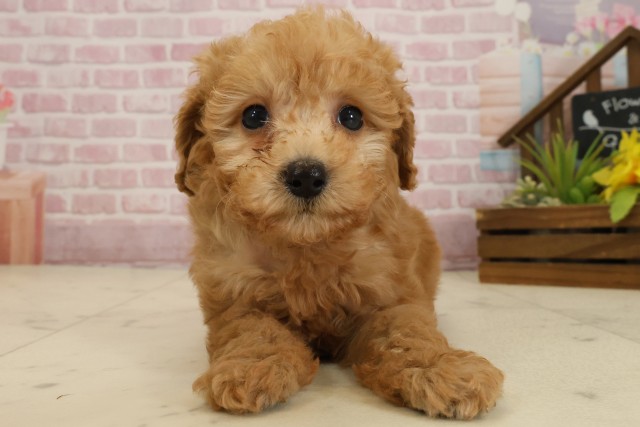 宮崎県のトイプードル(トイ) (Coo&RIKU宮崎店/2025年9月18日生まれ/男の子/アプリコット)の子犬