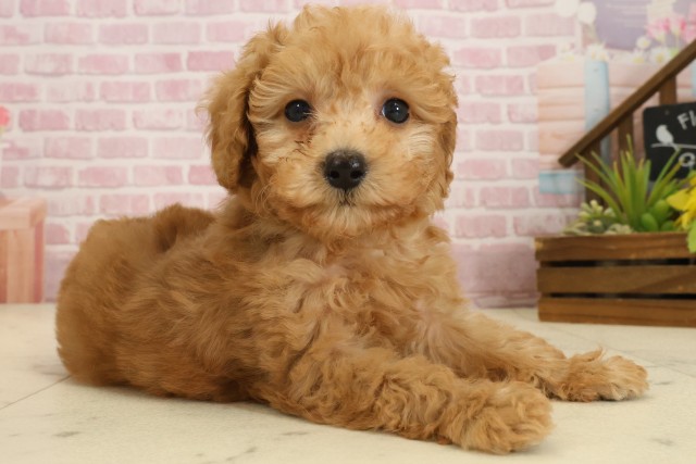 宮崎県のトイプードル(トイ) (Coo&RIKU宮崎店/2025年9月18日生まれ/男の子/アプリコット)の子犬の2枚目の画像