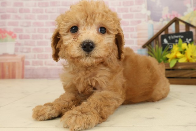 宮崎県のトイプードル(トイ) (Coo&RIKU宮崎店/2025年9月18日生まれ/男の子/アプリコット)の子犬の3枚目の画像