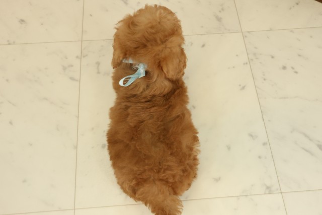 宮崎県のトイプードル(トイ) (Coo&RIKU宮崎店/2025年9月18日生まれ/男の子/アプリコット)の子犬の4枚目の画像