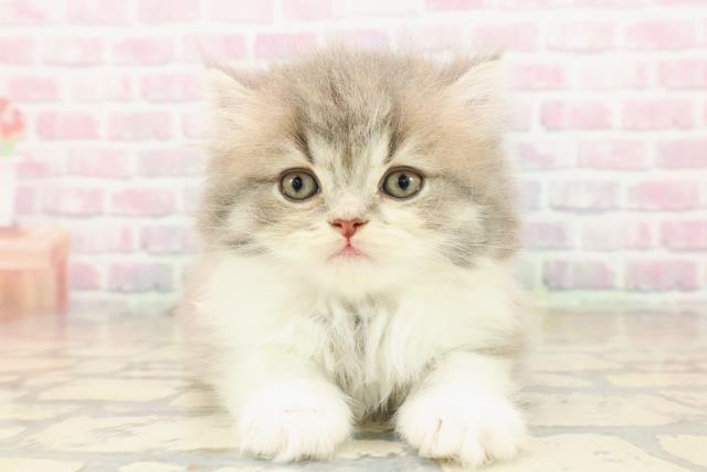 青森県のサイベリアン (Coo&RIKU八戸店/2025年9月21日生まれ/女の子/ブルータビーホワイト)の子猫の1枚目の画像