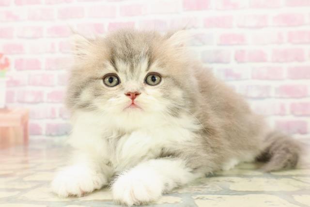 青森県のサイベリアン (Coo&RIKU八戸店/2025年9月21日生まれ/女の子/ブルータビーホワイト)の子猫の2枚目の画像