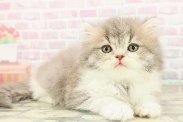 青森県のサイベリアン (Coo&RIKU八戸店/2025年9月21日生まれ/女の子/ブルータビーホワイト)の子猫の3枚目の画像