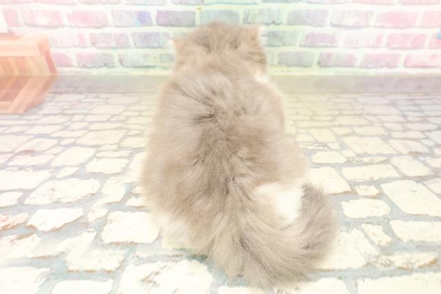 青森県のサイベリアン (Coo&RIKU八戸店/2025年9月21日生まれ/女の子/ブルータビーホワイト)の子猫の4枚目の画像