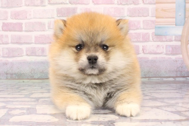 大阪府のポメ柴/豆ポメ/ポメ豆柴(ポメラニアン×柴犬) (Coo&RIKU梅田店/2025年9月18日生まれ/女の子/赤)の子犬の1枚目の画像