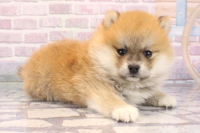 大阪府のポメ柴/豆ポメ/ポメ豆柴(ポメラニアン×柴犬) (Coo&RIKU梅田店/2025年9月18日生まれ/女の子/赤)の子犬の2枚目の画像