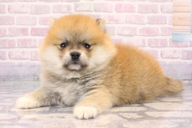 大阪府のポメ柴/豆ポメ/ポメ豆柴(ポメラニアン×柴犬) (Coo&RIKU梅田店/2025年9月18日生まれ/女の子/赤)の子犬の3枚目の画像