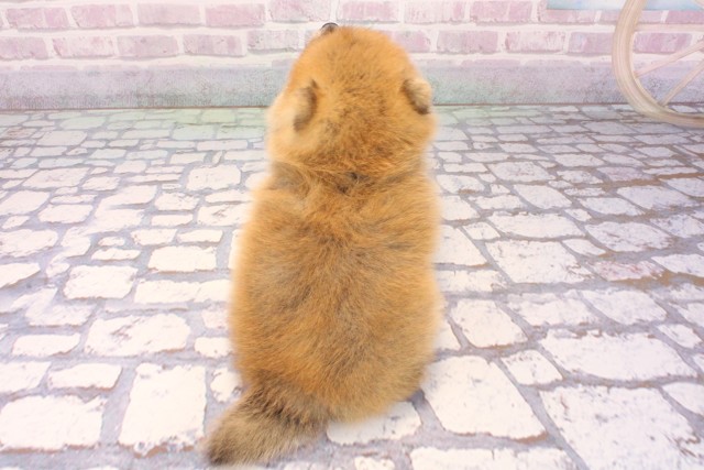 大阪府のポメ柴/豆ポメ/ポメ豆柴(ポメラニアン×柴犬) (Coo&RIKU梅田店/2025年9月18日生まれ/女の子/赤)の子犬の4枚目の画像