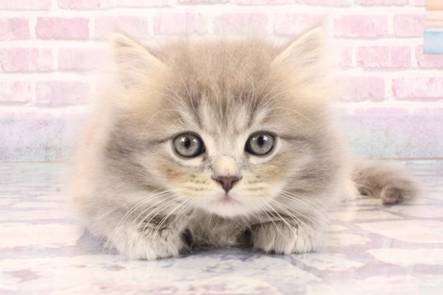 大阪府のミヌエット (Coo&RIKU梅田店/2025年9月20日生まれ/女の子/ブルータビー)の子猫の1枚目の画像