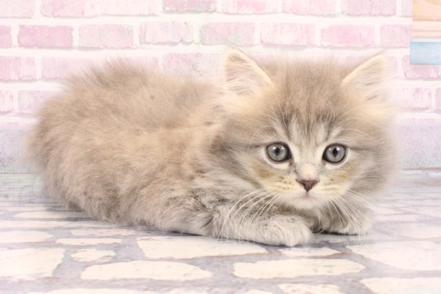 大阪府のミヌエット (Coo&RIKU梅田店/2025年9月20日生まれ/女の子/ブルータビー)の子猫の2枚目の画像