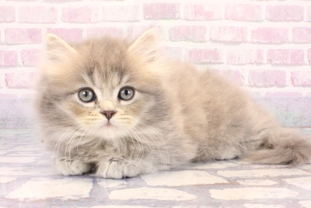 大阪府のミヌエット (Coo&RIKU梅田店/2025年9月20日生まれ/女の子/ブルータビー)の子猫の3枚目の画像