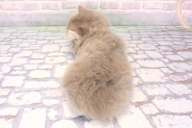 大阪府のミヌエット (Coo&RIKU梅田店/2025年9月20日生まれ/女の子/ブルータビー)の子猫の4枚目の画像