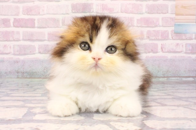 大阪府のスコティッシュフォールド (Coo&RIKU梅田店/2025年9月14日生まれ/男の子/ブラウンタビーホワイト)の子猫の1枚目の画像