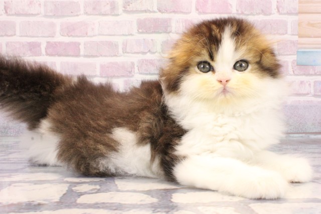 大阪府のスコティッシュフォールド (Coo&RIKU梅田店/2025年9月14日生まれ/男の子/ブラウンタビーホワイト)の子猫の2枚目の画像