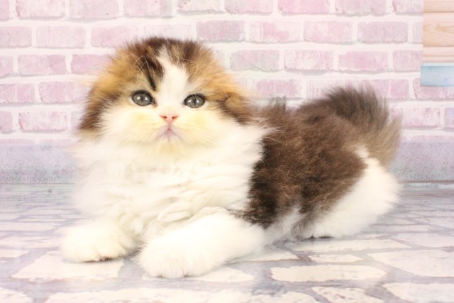 大阪府のスコティッシュフォールド (Coo&RIKU梅田店/2025年9月14日生まれ/男の子/ブラウンタビーホワイト)の子猫の3枚目の画像