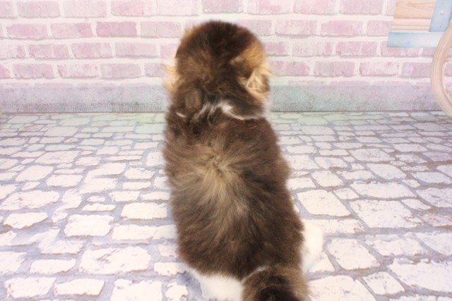 大阪府のスコティッシュフォールド (Coo&RIKU梅田店/2025年9月14日生まれ/男の子/ブラウンタビーホワイト)の子猫の4枚目の画像