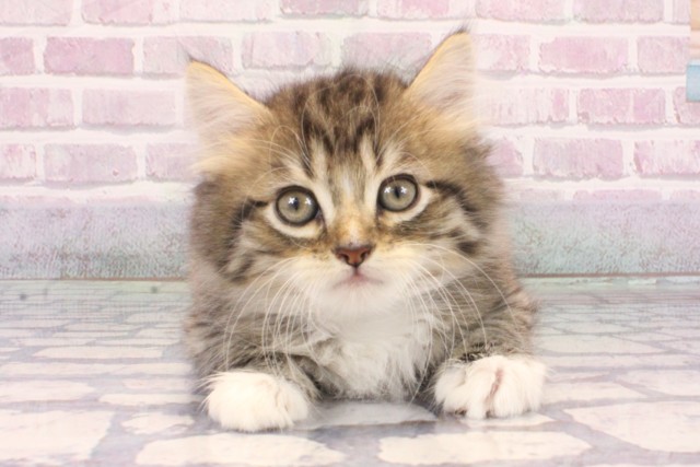 京都府のミヌエット (Coo&RIKU京都河原町店/2025年9月21日生まれ/男の子/ブラウンタビーホワイト)の子猫の1枚目の画像