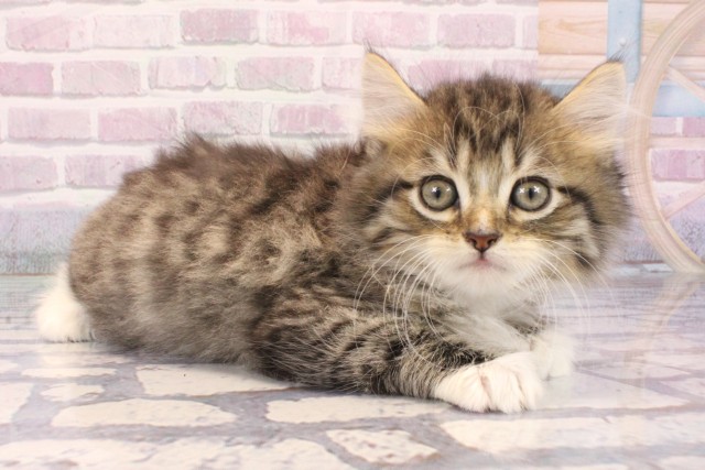 京都府のミヌエット (Coo&RIKU京都河原町店/2025年9月21日生まれ/男の子/ブラウンタビーホワイト)の子猫の2枚目の画像
