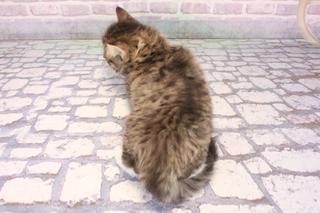 京都府のミヌエット (Coo&RIKU京都河原町店/2025年9月21日生まれ/男の子/ブラウンタビーホワイト)の子猫の4枚目の画像