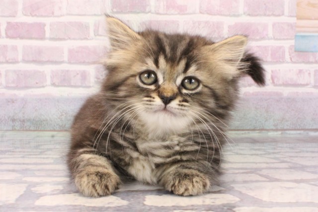 兵庫県のミヌエット (Coo&RIKU神戸三宮店/2025年9月21日生まれ/女の子/ブラウンタビー)の子猫の1枚目の画像