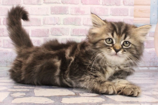 兵庫県のミヌエット (Coo&RIKU神戸三宮店/2025年9月21日生まれ/女の子/ブラウンタビー)の子猫の2枚目の画像
