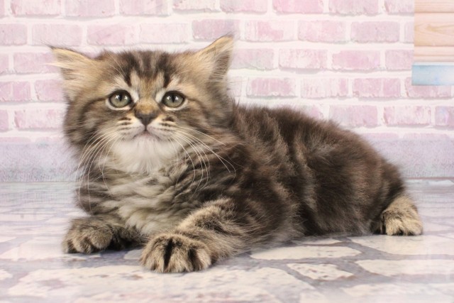 兵庫県のミヌエット (Coo&RIKU神戸三宮店/2025年9月21日生まれ/女の子/ブラウンタビー)の子猫の3枚目の画像